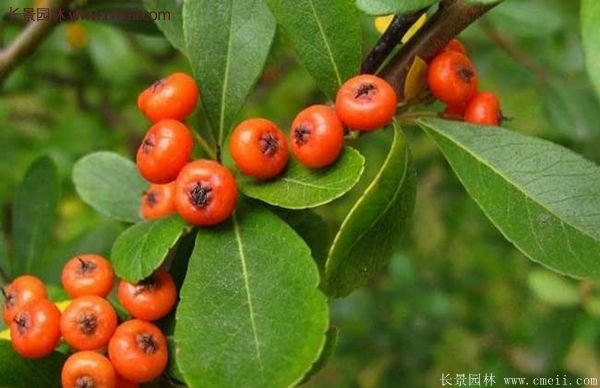 沭陽火棘苗、火棘球