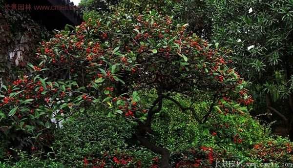 沭陽火棘苗、火棘球