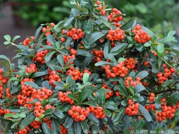 沭陽火棘苗、火棘球