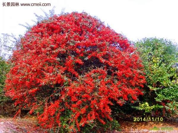 沭陽火棘苗、火棘球