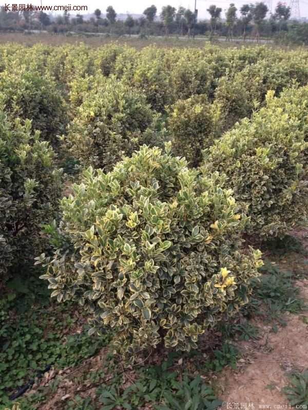 沭陽(yáng)金邊黃楊的價(jià)格