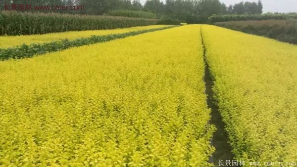 金葉女貞苗、金葉女貞球