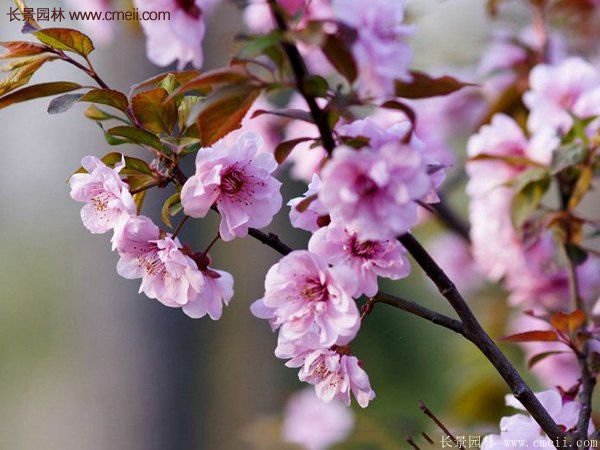 紫葉李批發(fā)基地，