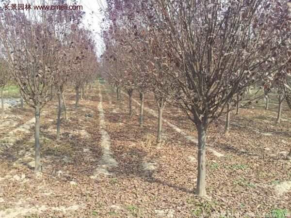 紫葉李批發(fā)基地，