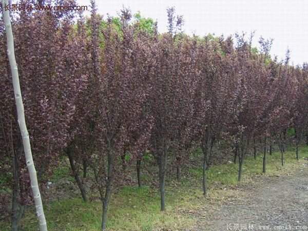 紫葉李批發(fā)基地，