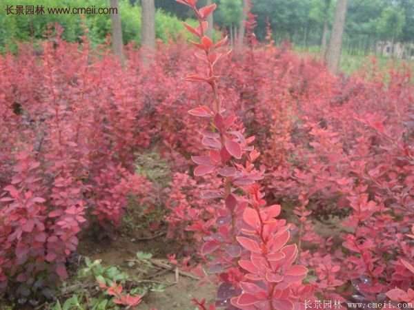 沭陽基地的紅葉小檗苗、紅葉小檗球