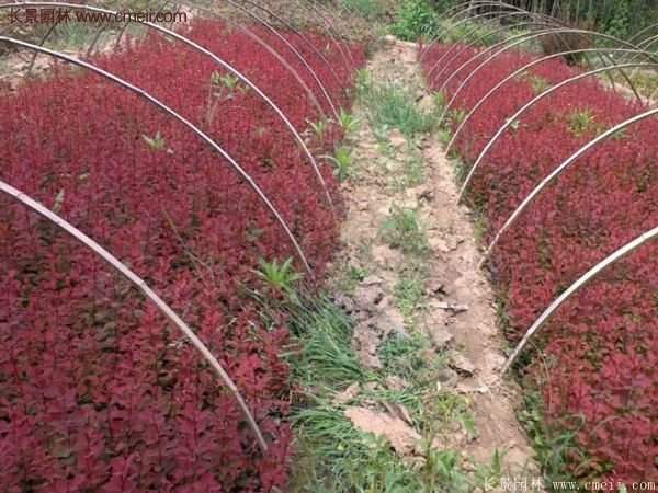 沭陽基地的紅葉小檗苗、紅葉小檗球