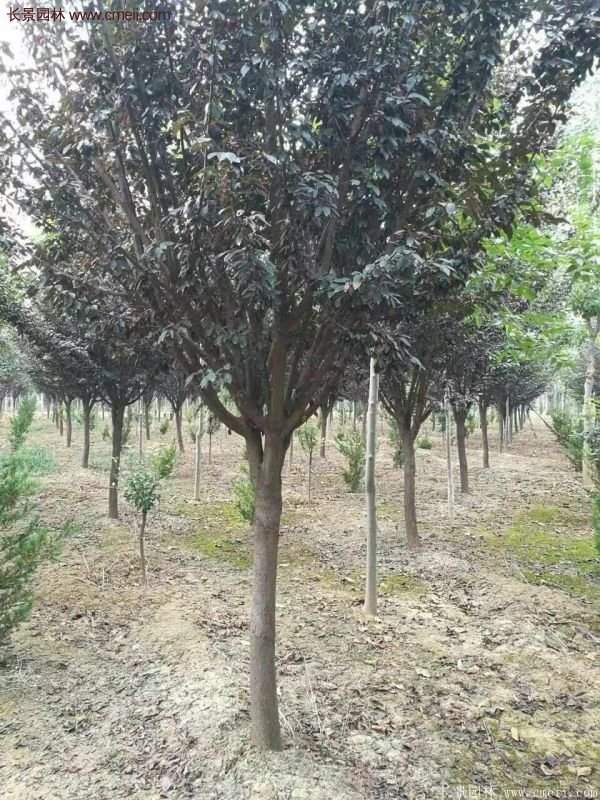 優(yōu)質與低價紫葉李樹苗批發(fā)的苗圃