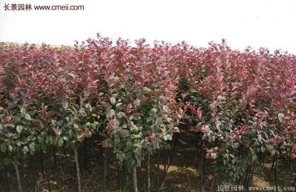 優(yōu)質與低價紫葉李樹苗批發(fā)的苗圃