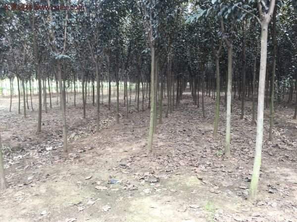 優(yōu)質與低價紫葉李樹苗批發(fā)的苗圃