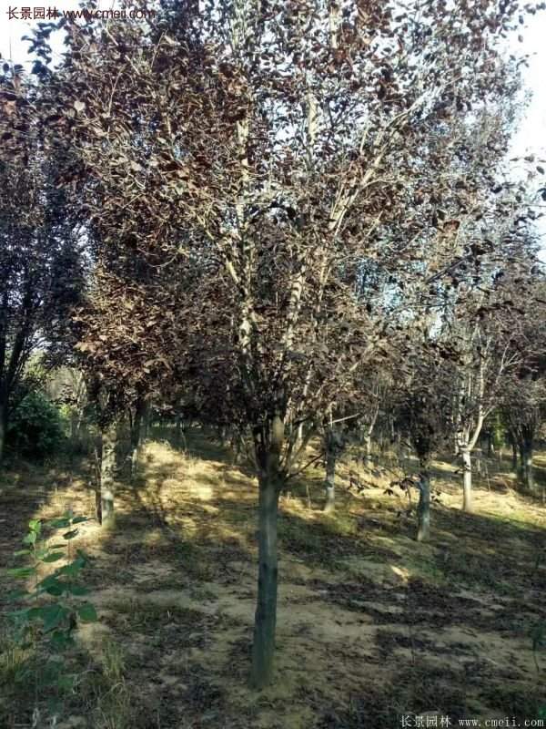 優(yōu)質與低價紫葉李樹苗批發(fā)的苗圃