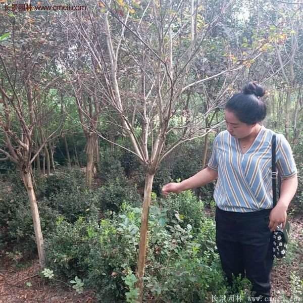 紫薇樹多少錢一棵?