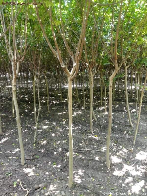 紫薇樹多少錢一棵?