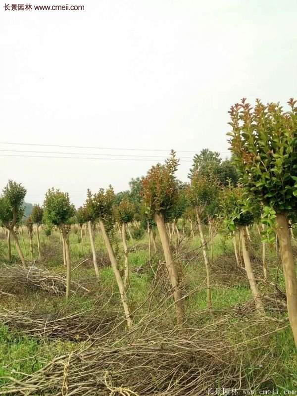 紫薇樹多少錢一棵?