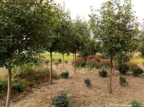 沭陽(yáng)基地的紅葉石楠球、高桿紅葉石楠