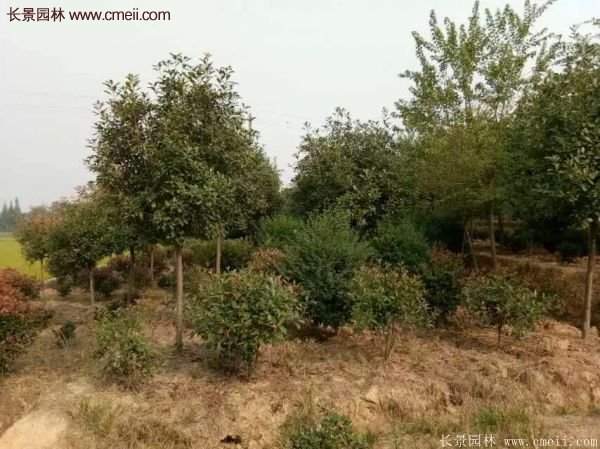 沭陽(yáng)基地的紅葉石楠球、高桿紅葉石楠