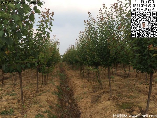 地徑5-7公分紅梅，數(shù)量7000棵左右