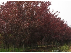 紅葉李 2022年市場最新紅葉李價(jià)格