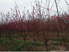 6公分紅葉碧桃多少錢(qián)一棵？