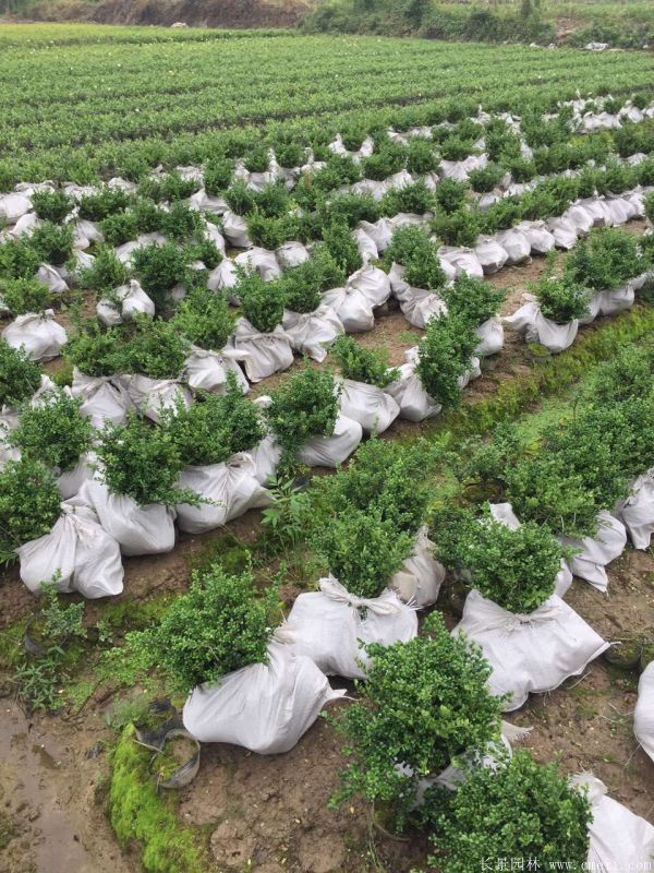 龜甲黃楊球-長(zhǎng)景園林