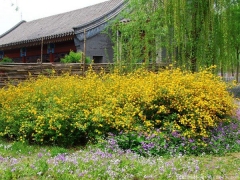 <font color='#FFFF00'>產(chǎn)地直銷的棣棠球多少錢一棵？</font>