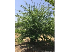 正宗紅花木槿，1~8公分規(guī)格齊全，分枝多冠幅大