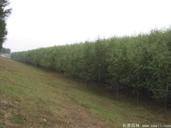 河提邊坡植草護坡綠化圖片