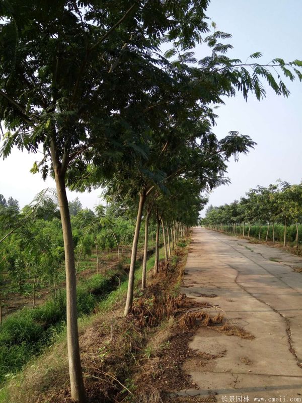 合歡樹(shù)圖片合歡樹(shù)基地實(shí)拍