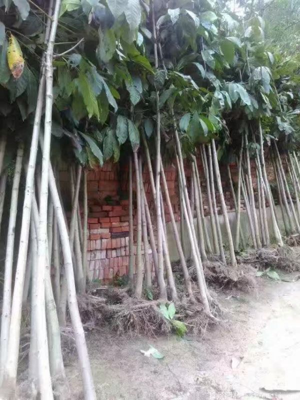 七葉樹圖片七葉樹基地實拍