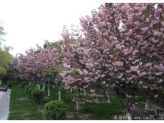 胸徑6公分櫻花哪里有賣的？