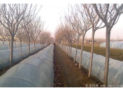 櫻花多少錢一棵？