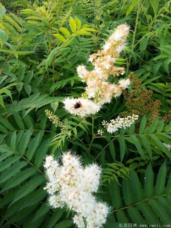 珍珠梅圖片基地實(shí)拍