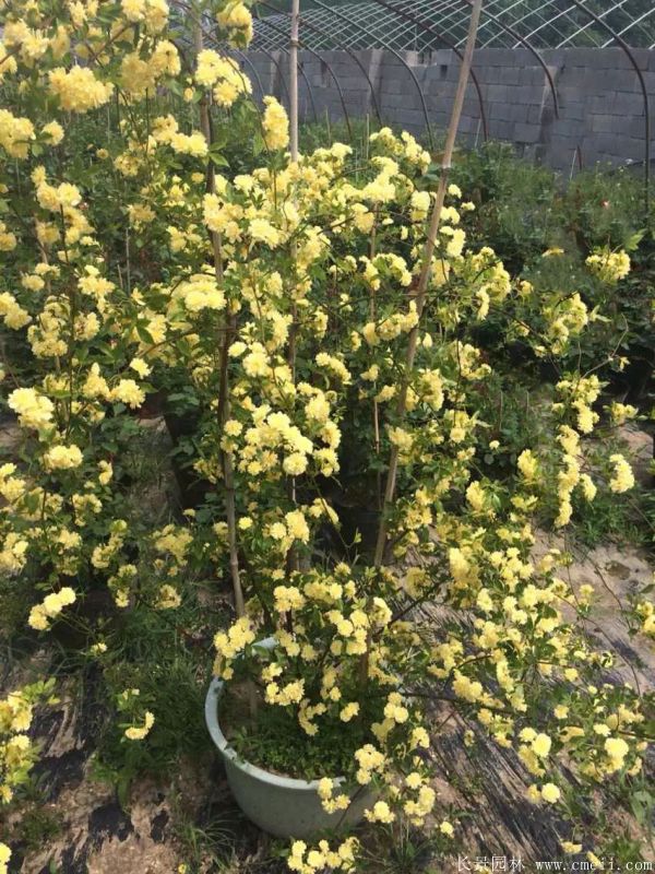 木香苗圖片基地實(shí)拍