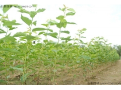 櫻花苗價(jià)格哪家比較低？