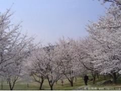 櫻花樹苗8_10公分價格近日來有所上漲，入手要快