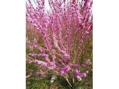 叢生紫荊多少錢(qián)一棵？