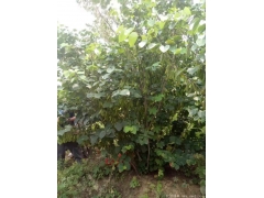 哪里有質(zhì)量好價(jià)格便宜的叢生紫荊賣？