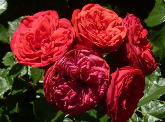 鋼琴、鋼琴系列