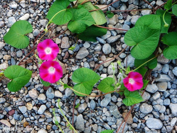 牽?；ǚN子發(fā)芽出苗開花圖片