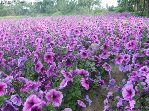 牽?；ǚN子發(fā)芽出苗開花圖片
