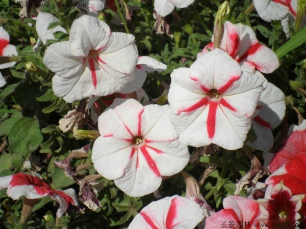 牽?；ǚN子發(fā)芽出苗開花圖片