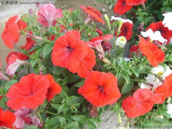 牽?；ǚN子發(fā)芽出苗開花圖片