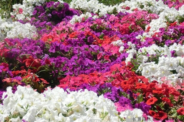 牽?；ǚN子發(fā)芽出苗開花圖片