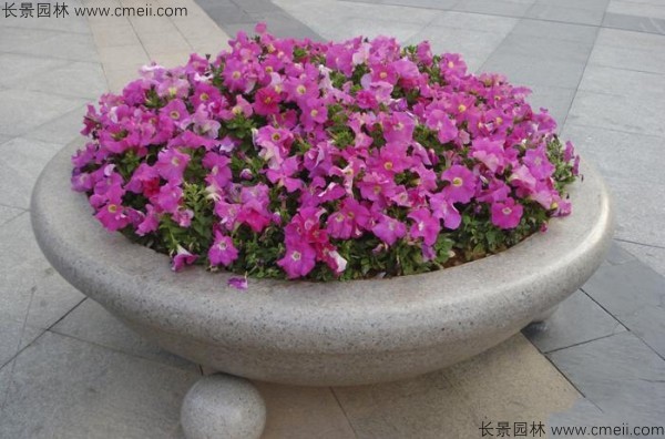 牽?；ǚN子發(fā)芽出苗開花圖片