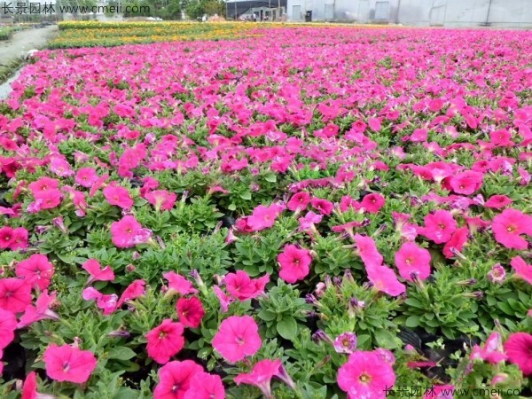 牽?；ǚN子發(fā)芽出苗開花圖片