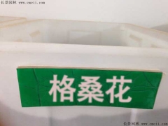 格?；ǚN子