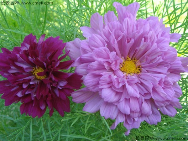 格?；ǚN子發(fā)芽出苗開花圖片