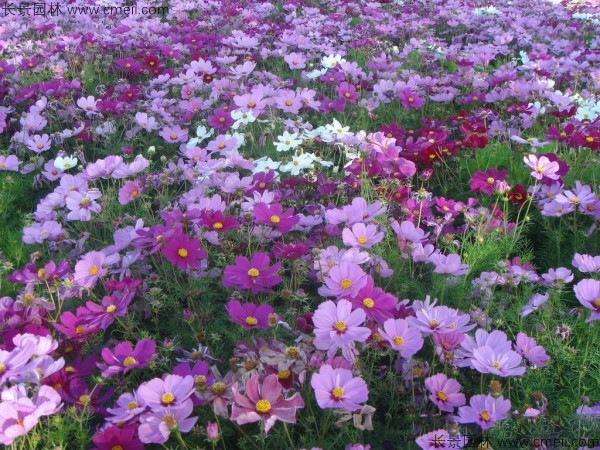 格?；ǚN子發(fā)芽出苗開花圖片