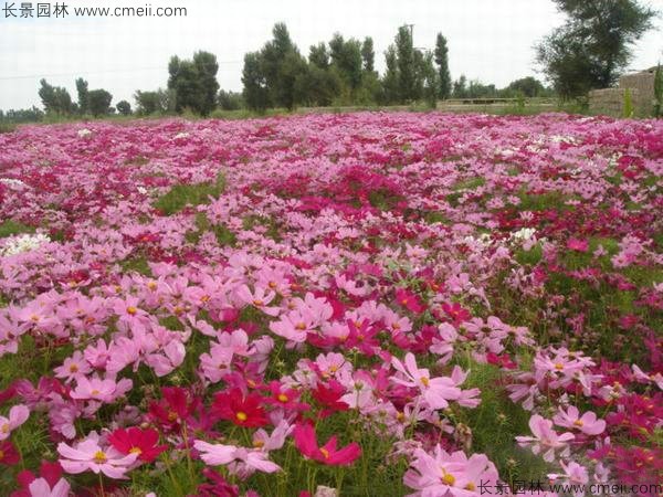 格?；ǚN子發(fā)芽出苗開花圖片