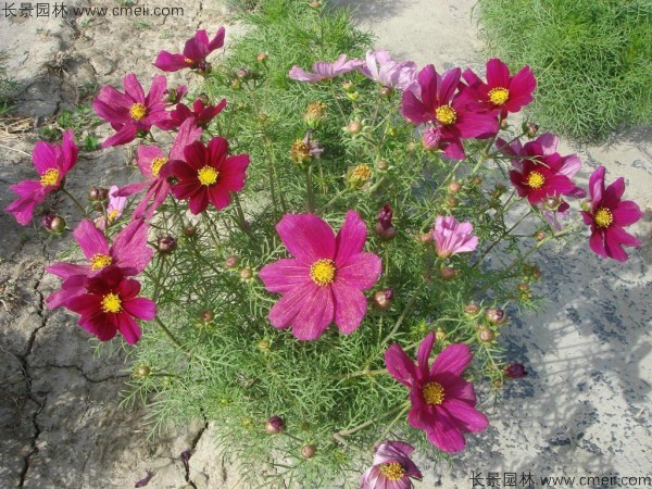 格?；ǚN子發(fā)芽出苗開花圖片